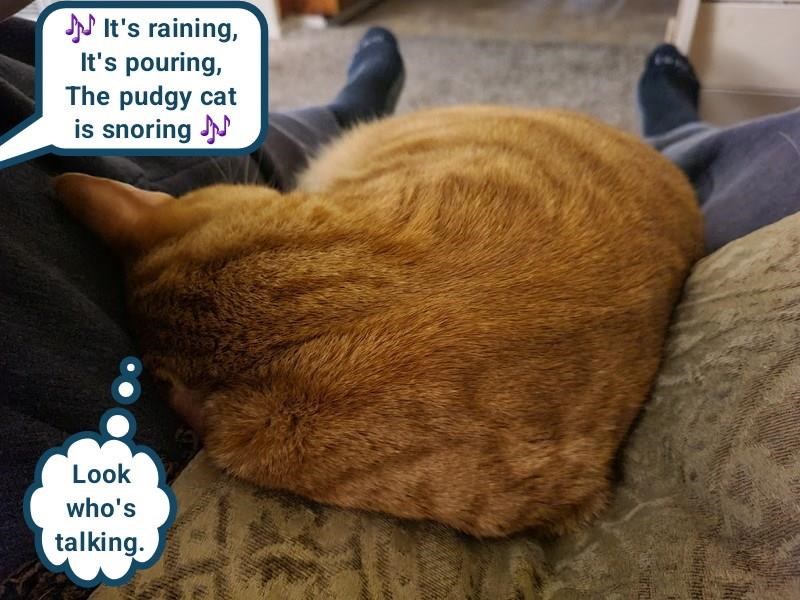 Cheezburger Image 10626264832