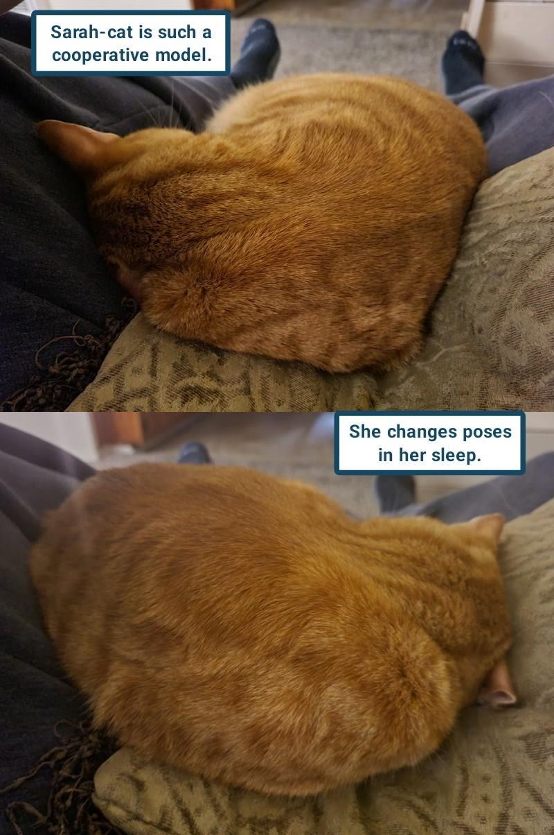 Cheezburger Image 10626265600