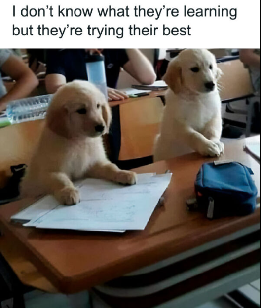 I don't know what they're learning but they're trying their best