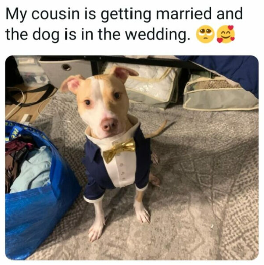 My cousin is getting married and the dog is in the wedding.