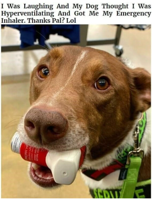 I Was Laughing And My Dog Thought I Was Hyperventilating And Got Me My Emergency Inhaler. Thanks Pal? Lol SCOW