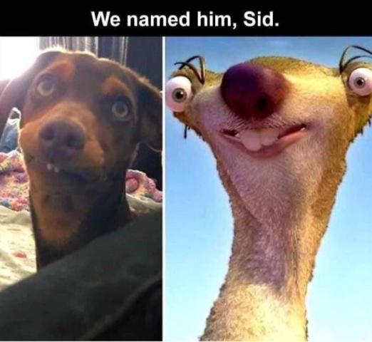 We named him, Sid.