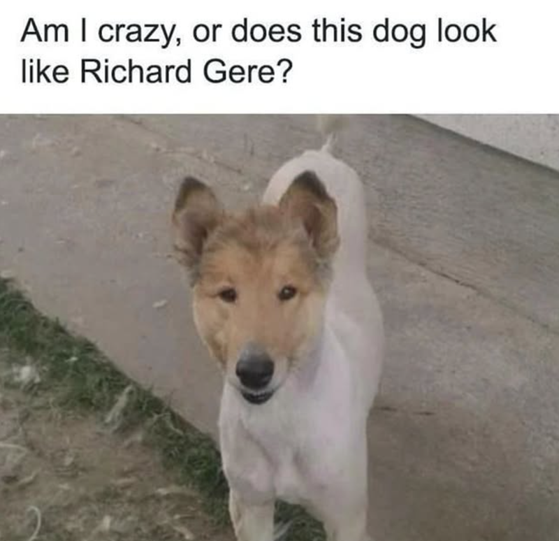 Am I crazy, or does this dog look like Richard Gere?