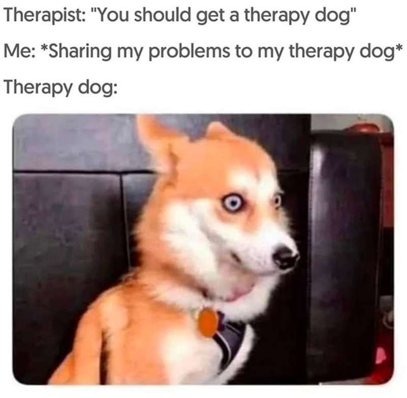Therapist: "You should get a therapy dog" Me: *Sharing my problems to my therapy dog* Therapy dog: