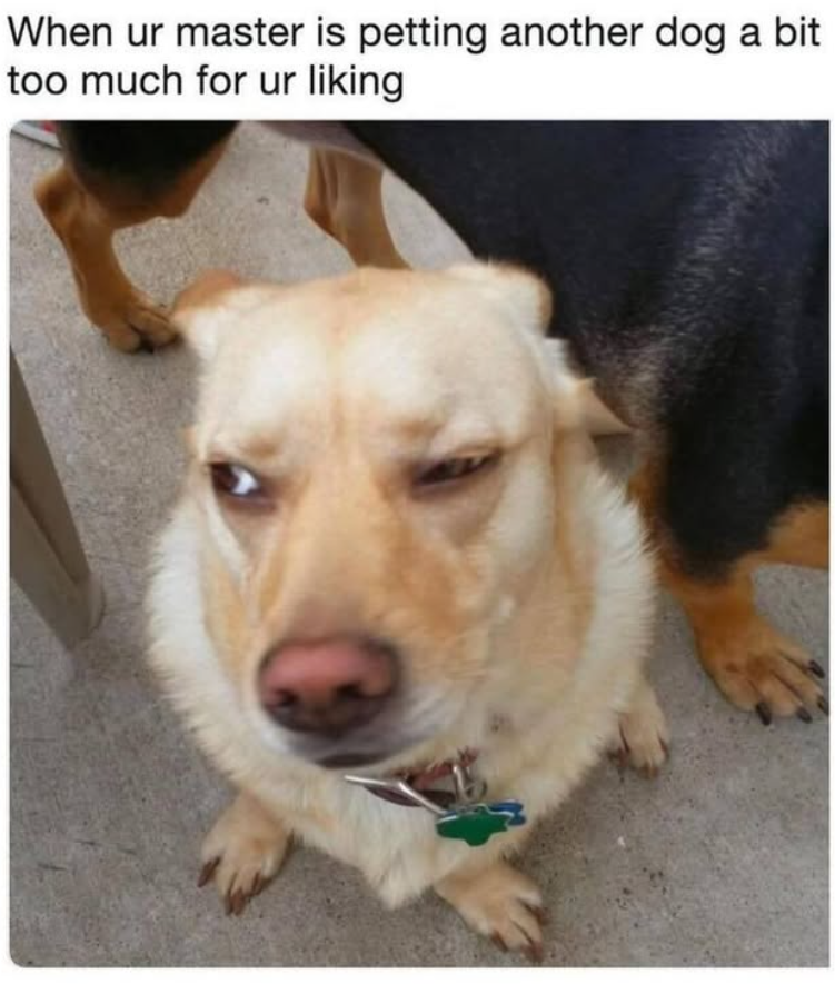 When ur master is petting another dog a bit too much for ur liking