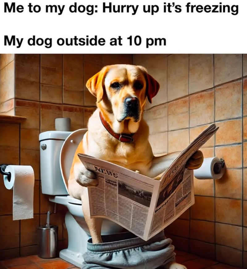 Me to my dog: Hurry up it's freezing My dog outside at 10 pm NEWS