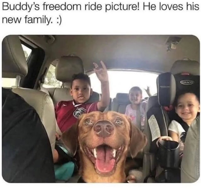 Buddy's freedom ride picture! He loves his new family. :) GRACO