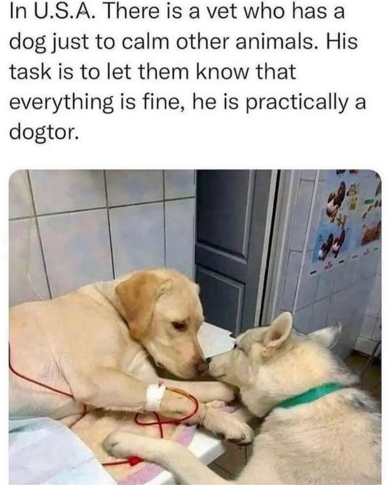 In U.S.A. There is a vet who has a dog just to calm other animals. His task is to let them know that everything is fine, he is practically a dogtor.