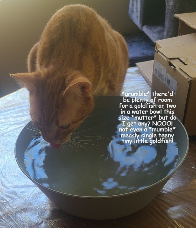 Cheezburger Image 10626283008