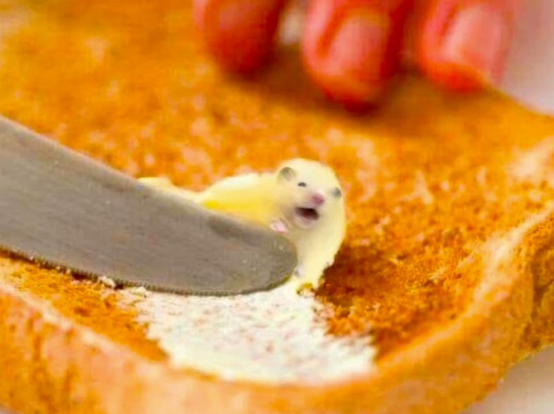 Cheezburger Image 10626302720