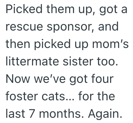 Picked them up, got a rescue sponsor, and then picked up mom's littermate sister too. Now we've got four foster cats... for the last 7 months. Again.