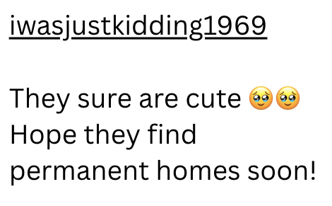 iwasjustkidding1969 They sure are cute 66 Hope they find permanent homes soon!