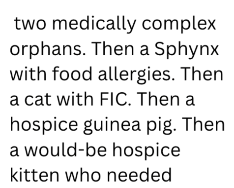 two medically complex orphans. Then a Sphynx with food allergies. Then a cat with FIC. Then a hospice guinea pig. Then a would-be hospice kitten who needed