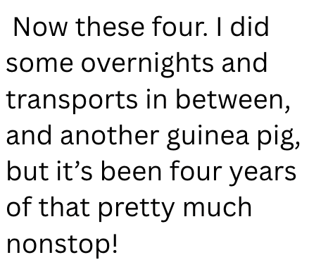 Now these four. I did some overnights and transports in between, and another guinea pig, but it's been four years of that pretty much nonstop!