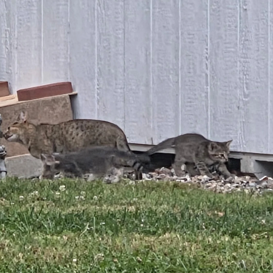 Cheezburger Image 10626367744