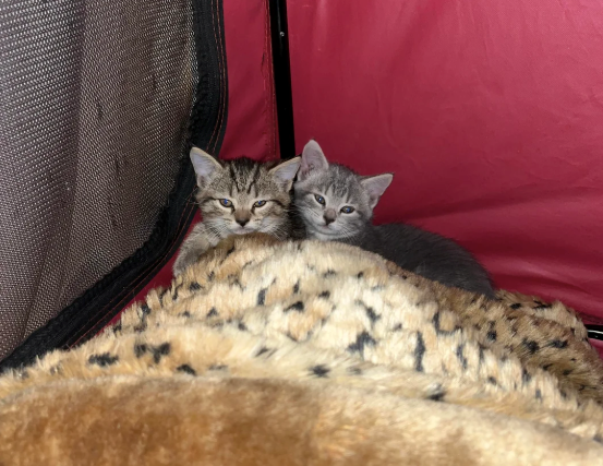 Cheezburger Image 10626368000