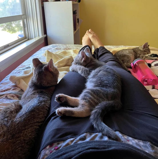 Cheezburger Image 10626368256