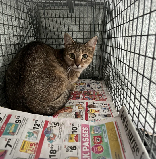 s 99 BABY 75 999 1299 M 1899 5 for $6 5 for 85 $5 1099 K PASSES $29 57922 3612 ed to surge