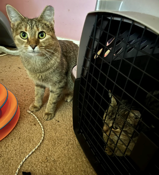 Cheezburger Image 10626369024