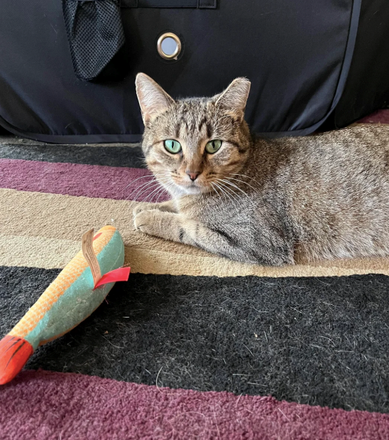 Cheezburger Image 10626369280