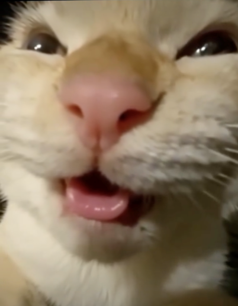 Cheezburger Image 10626416896