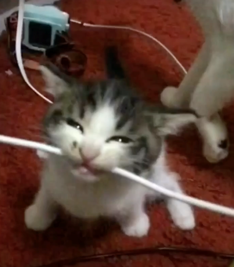 Cheezburger Image 10626417152