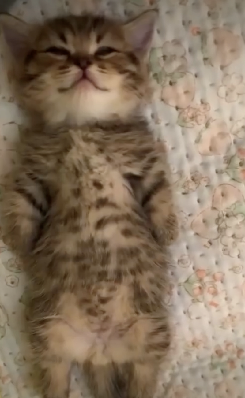 Cheezburger Image 10626417408