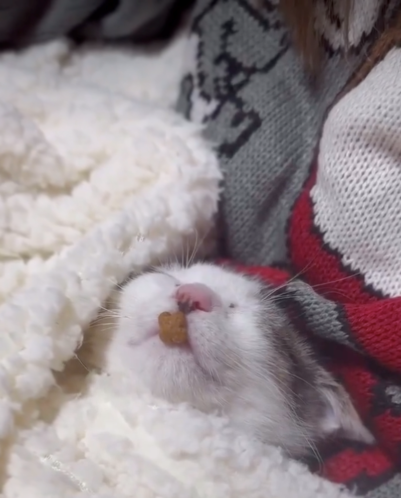 Cheezburger Image 10626417664