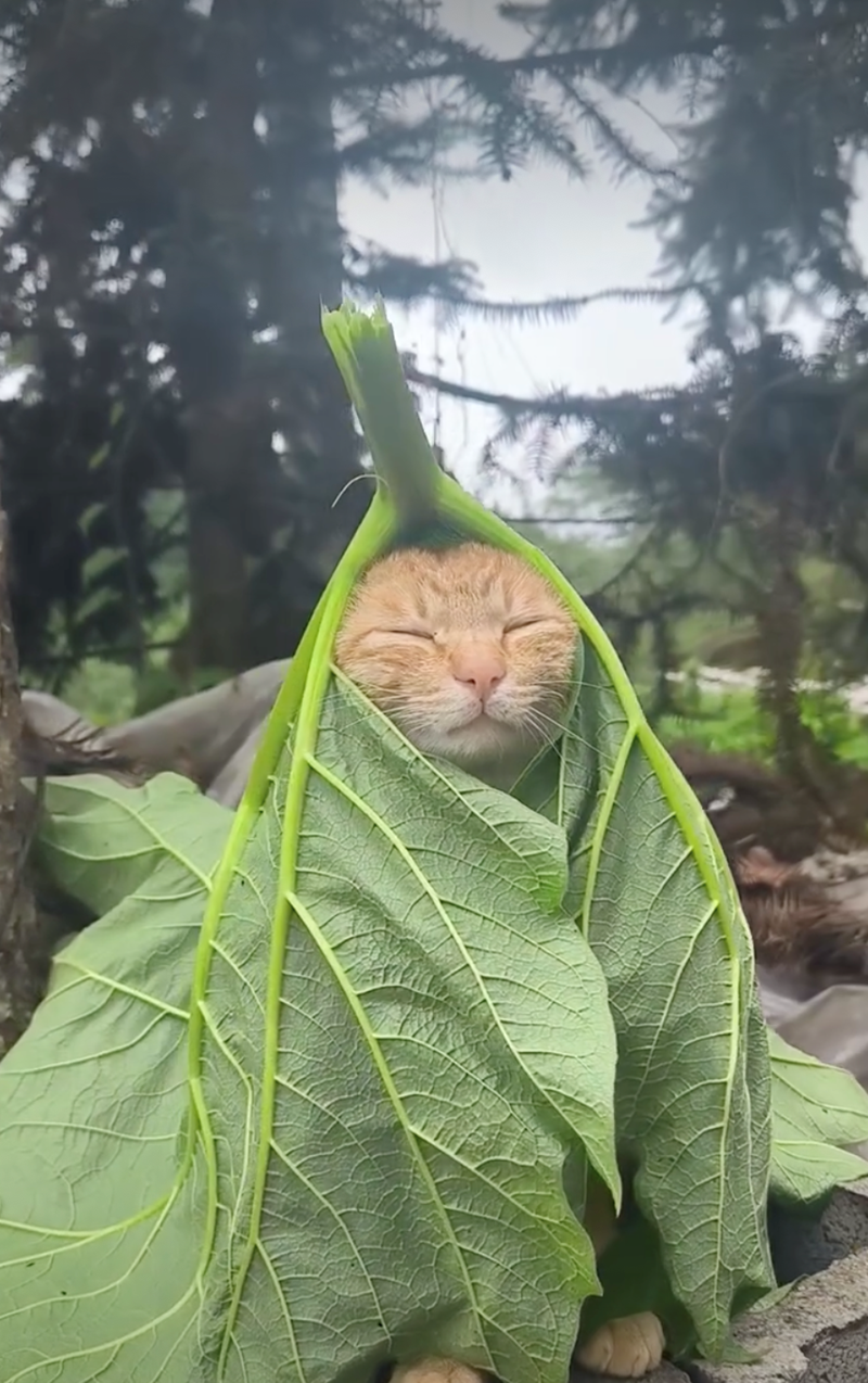 Cheezburger Image 10626418176