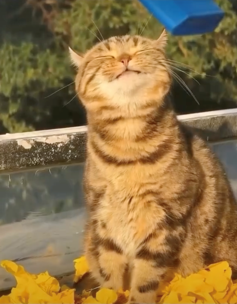 Cheezburger Image 10626418432