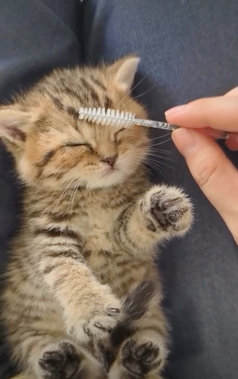 Cheezburger Image 10626418944