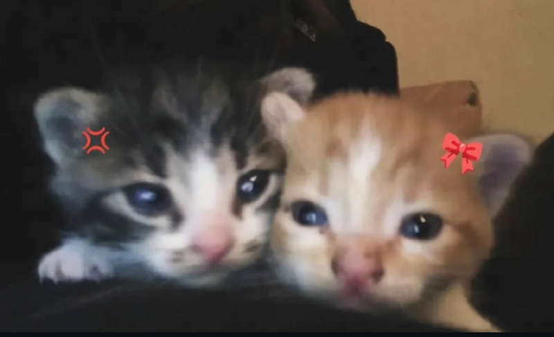 Cheezburger Image 10626419200