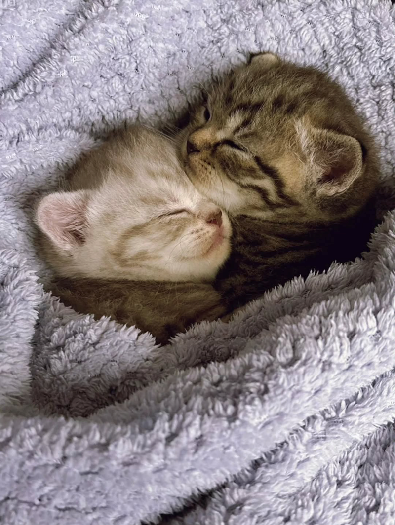 Cheezburger Image 10626419456