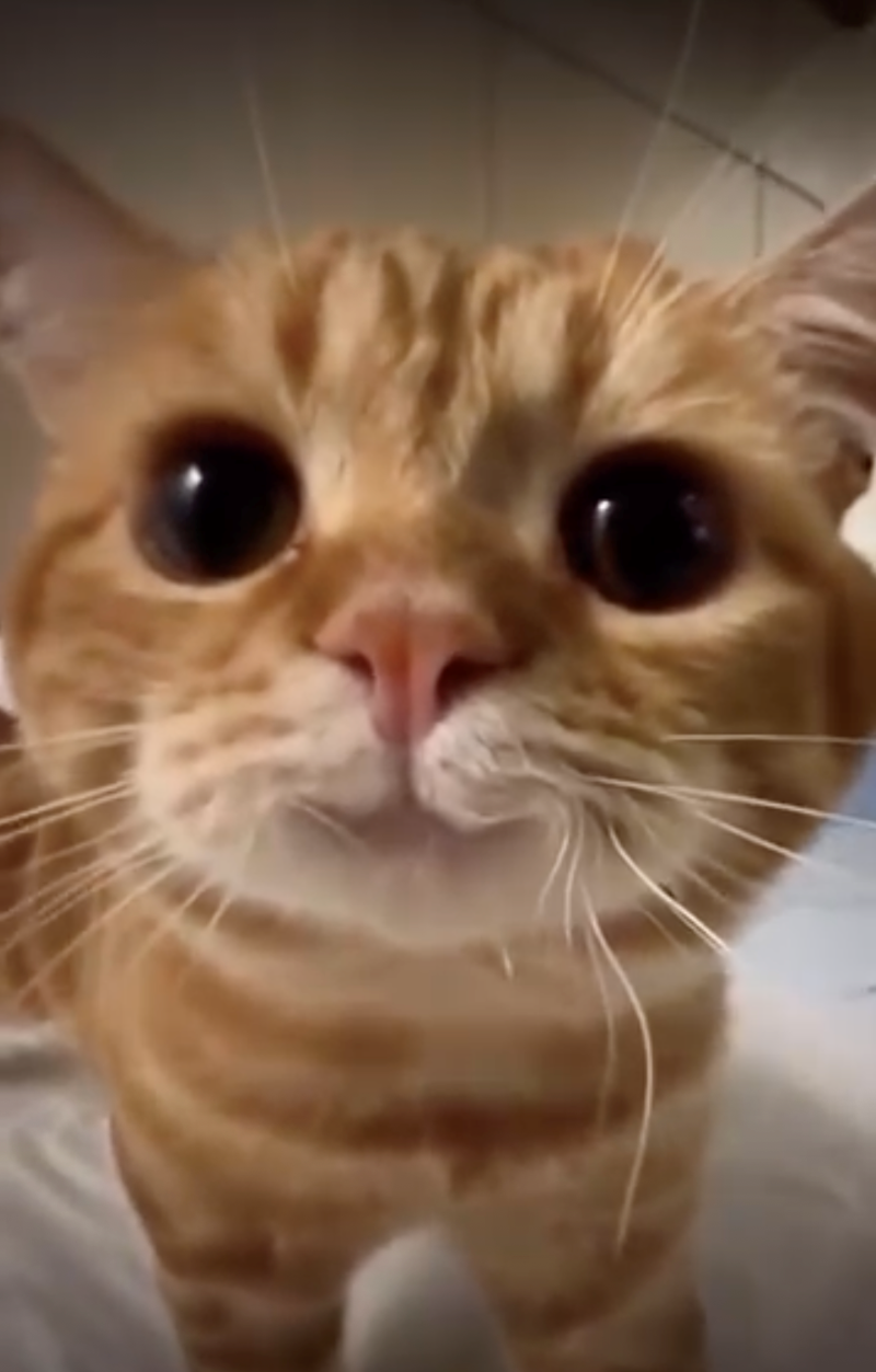 Cheezburger Image 10626419712