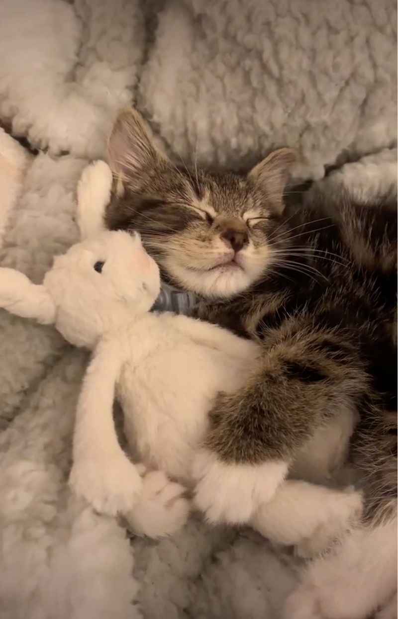 Cheezburger Image 10626420224