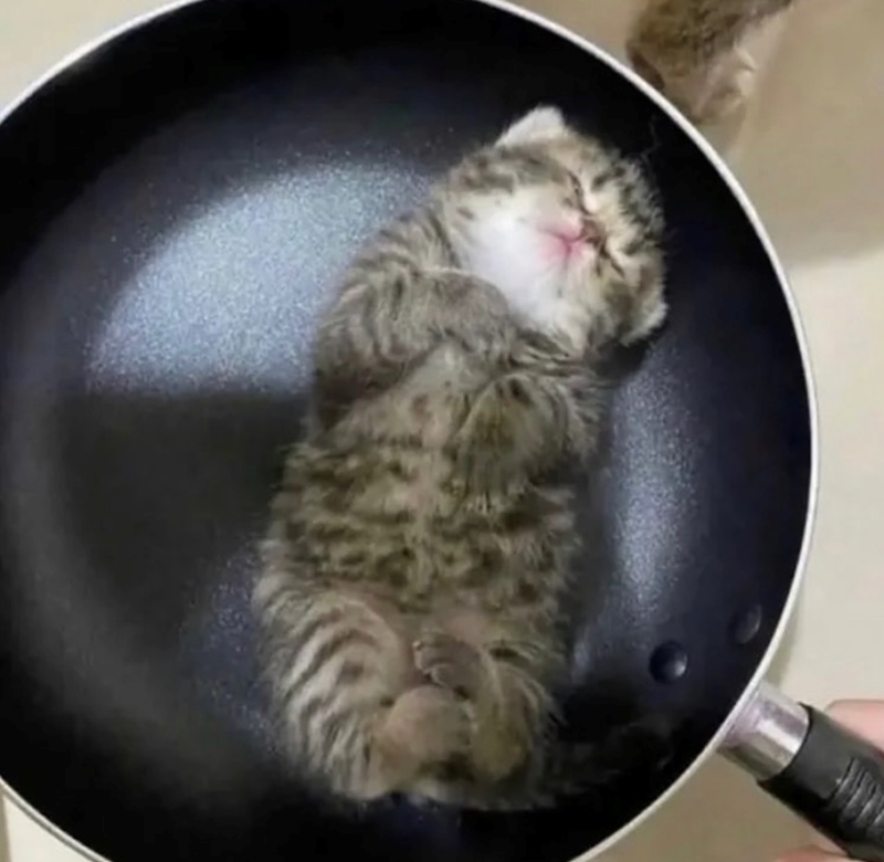 Cheezburger Image 10626420480