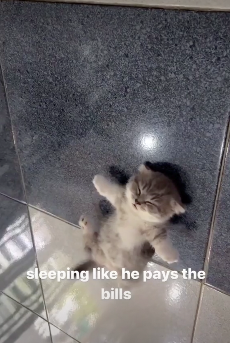 sleeping like he pays the bills