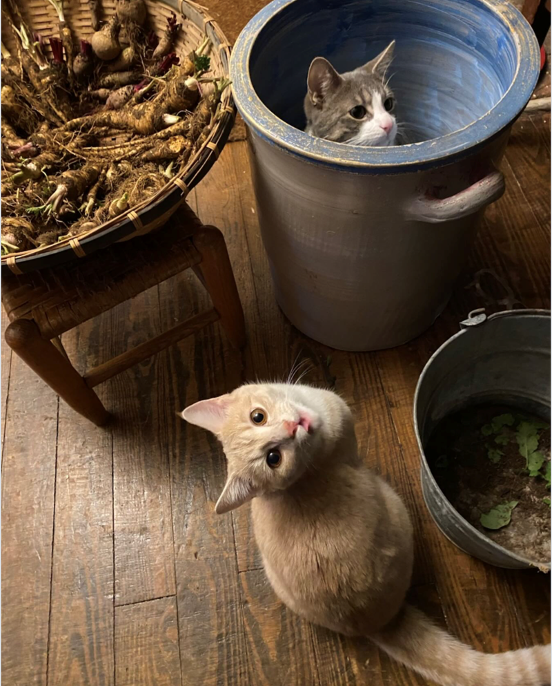 Cheezburger Image 10626421248