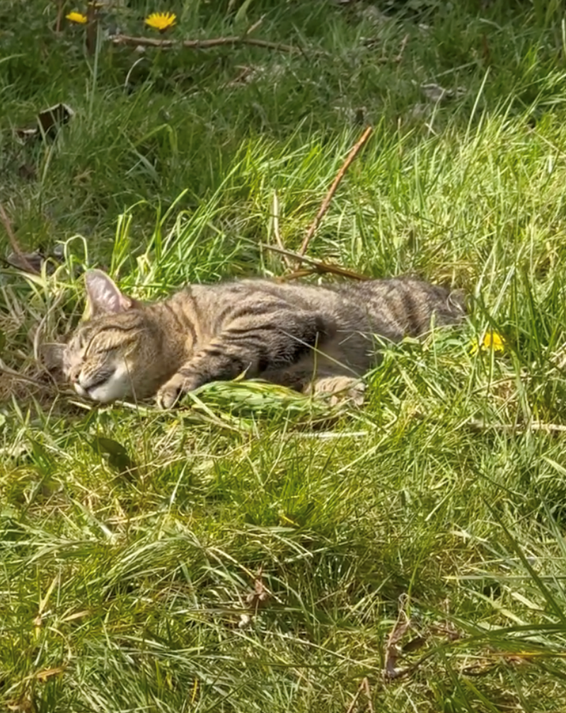 Cheezburger Image 10626421504