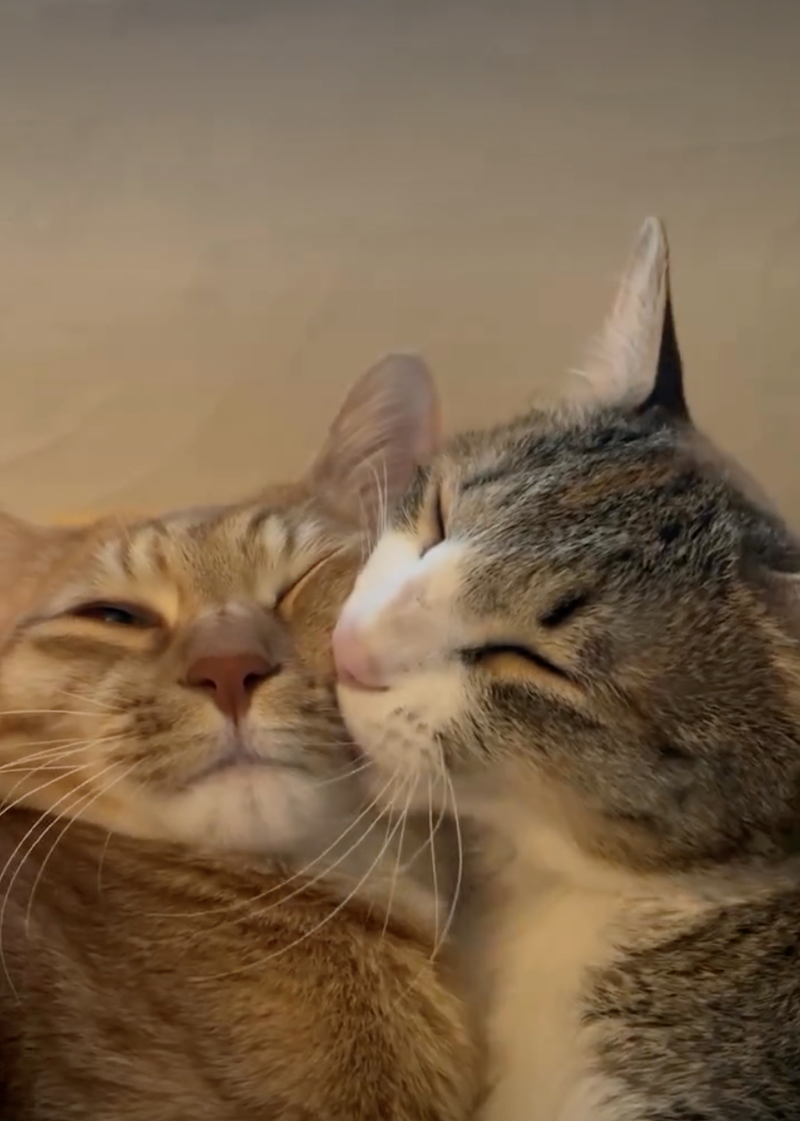 Cheezburger Image 10626421760