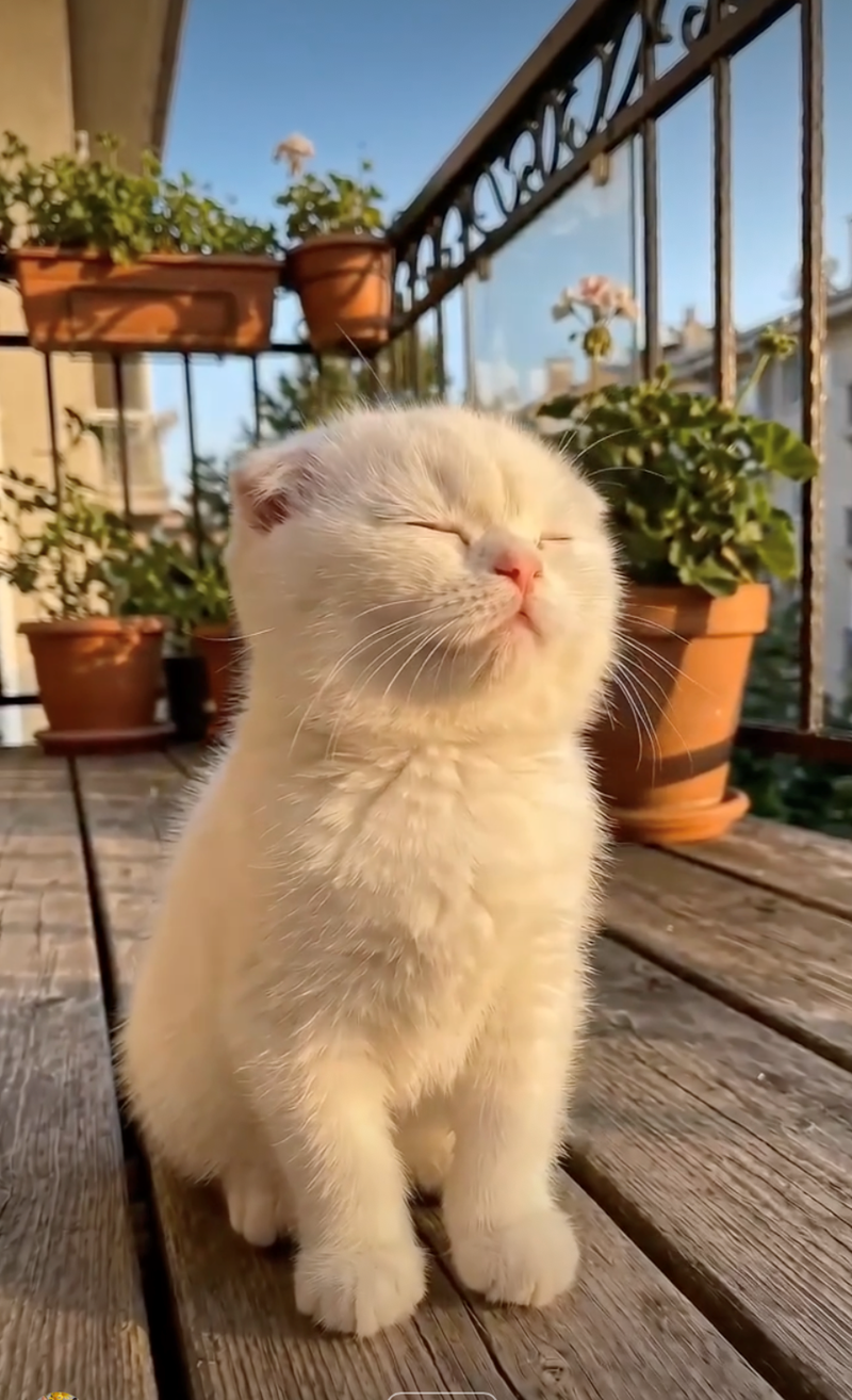 Cheezburger Image 10626422528