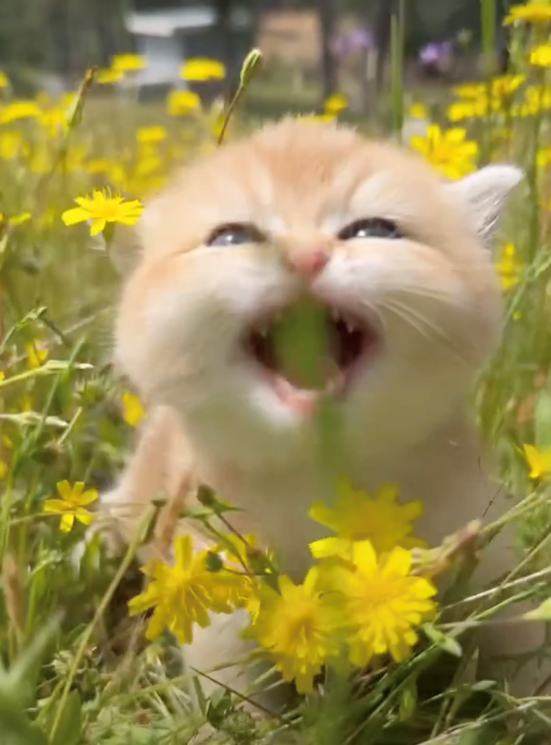 Cheezburger Image 10626422784