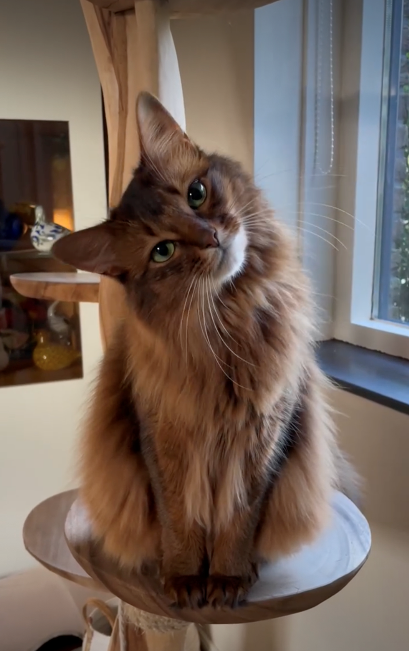 Cheezburger Image 10626423040