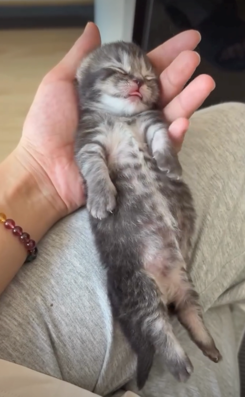 Cheezburger Image 10626423296