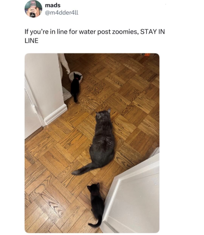 mads @m4dder4ll If you're in line for water post zoomies, STAY IN LINE 5/22 ALOKS 627