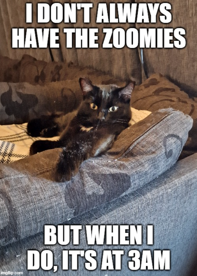 I DON'T ALWAYS HAVE THE ZOOMIES imgflip.com BUT WHEN I DO, IT'S AT 3AM