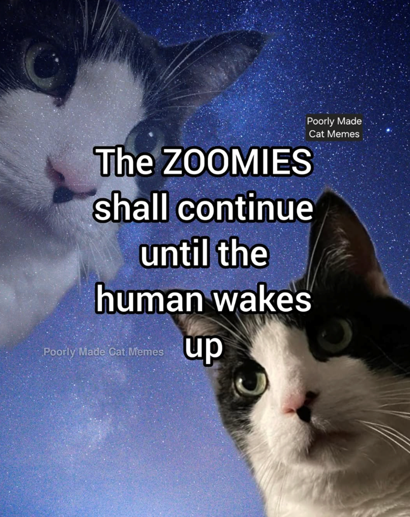 The ZOOMIES shall continue until the human wakes Poorly Made Cat Memes Poorly Made Cat Memes up