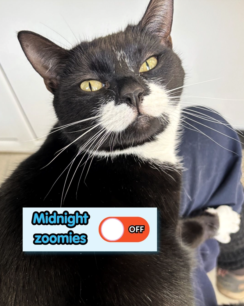 Midnight zoomies OFF