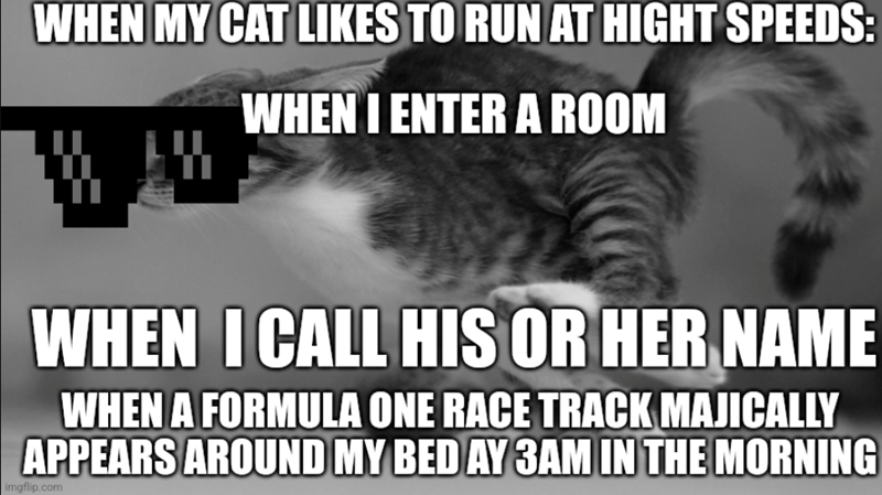 WHEN MY CAT LIKES TO RUN AT HIGHT SPEEDS: WHEN I ENTER A ROOM WHEN I CALL HIS OR HER NAME WHEN A FORMULA ONE RACE TRACK MAJICALLY APPEARS AROUND MY BED AY 3AM IN THE MORNING imgflip.com