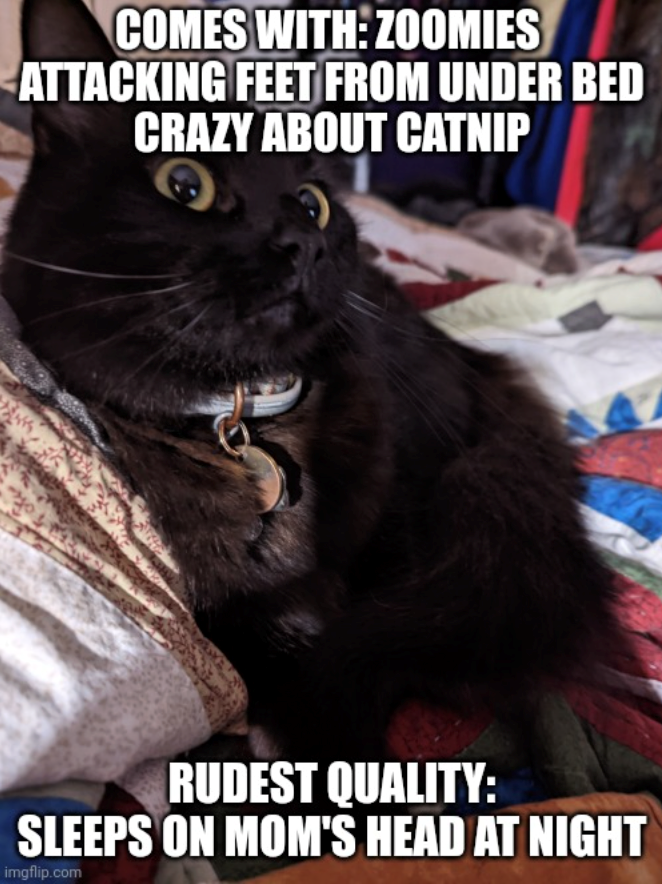 COMES WITH: ZOOMIES ATTACKING FEET FROM UNDER BED CRAZY ABOUT CATNIP RUDEST QUALITY: SLEEPS ON MOM'S HEAD AT NIGHT imgflip.com